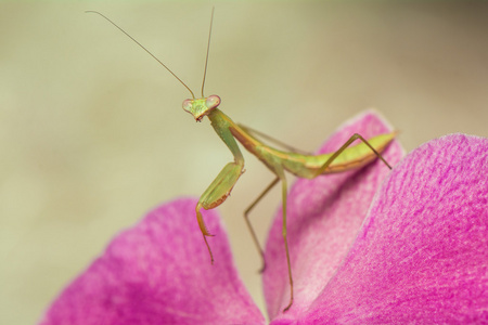 polyspilota螳螂照片