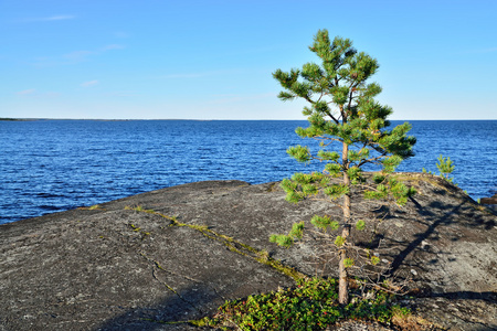 在岩石上的松树。白海海岸, 俄罗斯卡累利阿