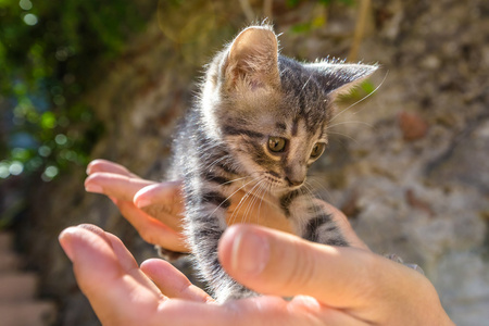 可爱的小猫咪图片