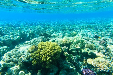 宁静的水下场景