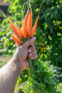 男人的手里的胡萝卜。花园的背景