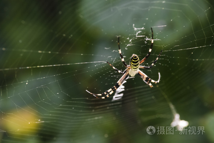 黑色和黄色的花园蜘蛛网上照片 正版商用图片1k948m 摄图新视界