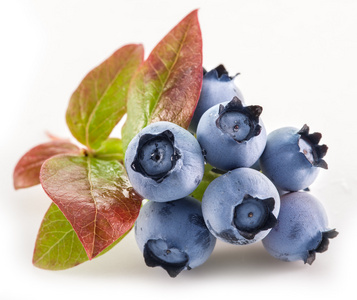 成熟的蓝莓在白色的背景