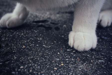 猫的脚