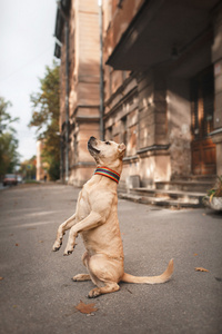 美国斯塔福郡梗的犬种