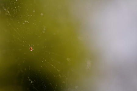 蜘蛛网中的小蜘蛛