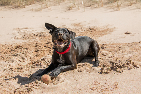 快乐的黑色狗在沙滩上