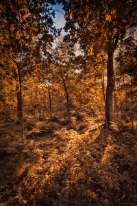 秋季森林背景