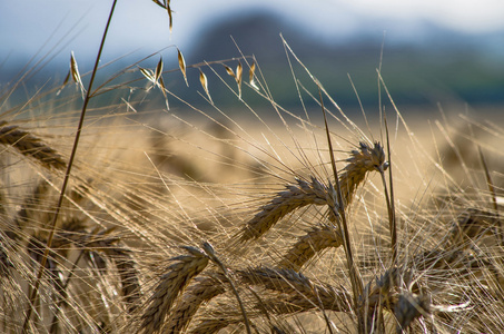 字段和成熟的小麦的金耳朵