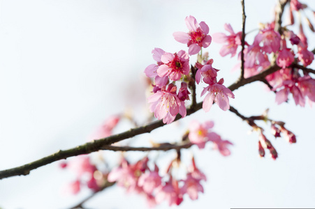 李福建山樱花分支