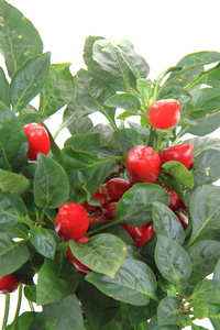 红辣椒植物离体