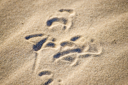 沙土中的海鸥足迹
