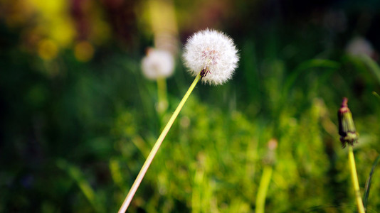 钢球 dandelion 领域之间