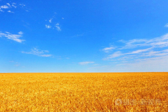 田里的小麦映衬在蓝天下