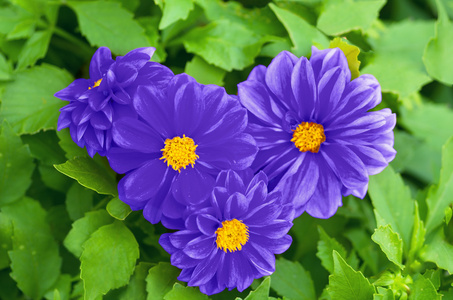 自然美丽的蓝色小花的心图片