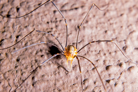 收割者，盲蜘蛛 harvestman的名词复数 