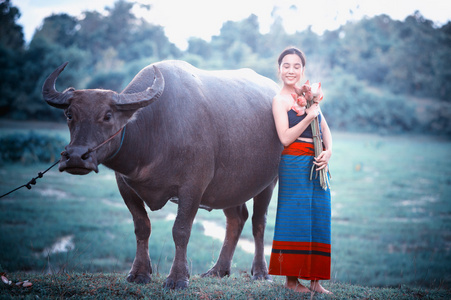 泰国古代年轻女性的水牛在农村图片