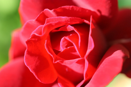 玫瑰花蕾描绘特写镜头