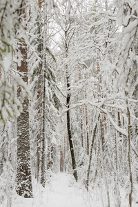 景观。 冬季初的松树林