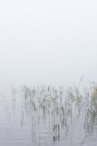 在雾中的芦苇