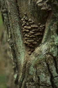 生长在森林树桩上的蘑菇