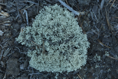 森林中的苔藓 (北驯鹿)照片