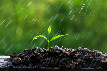 绿豆芽在雨中