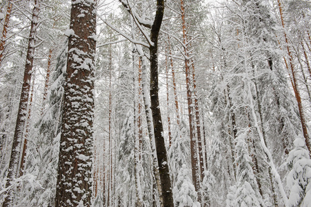 景观。 冬季初的松树林