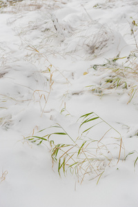 从落下的第一场雪下伸出的植物