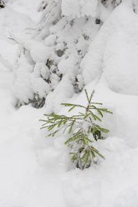 小枞树刷了一下落在她身上的雪