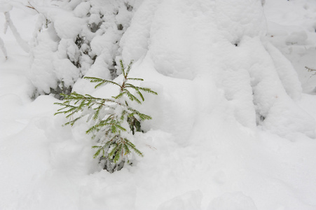 小枞树刷了一下落在她身上的雪