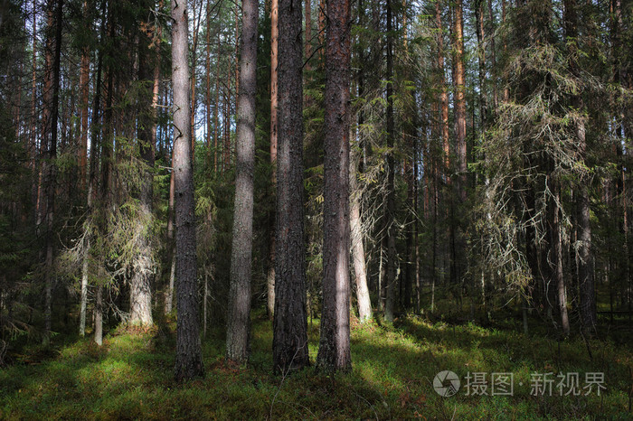 泰加森林的晴天