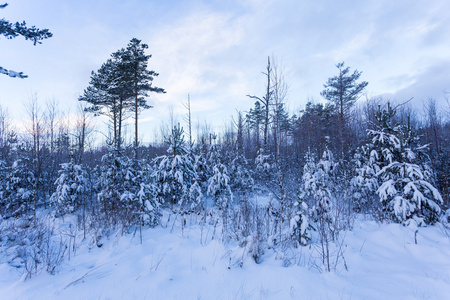 在冬季景观雪覆盖的森林