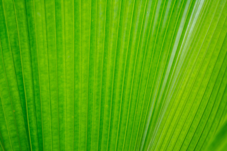 绿色的棕榈叶，使用的背景颜色