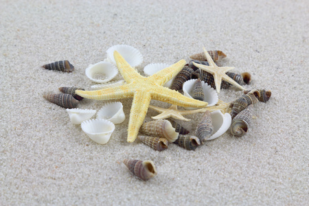 starfishes 和在海滩上的贝壳