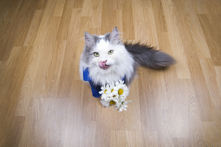 猫一束雏菊在早晨醒所有者照片