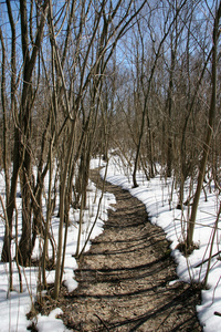 在一片被白雪覆盖的森林中, 在明亮的树林中解冻的小路
