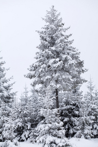 圣诞背景与雪杉木树