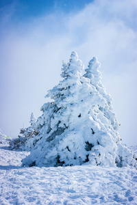 大雪覆盖的冷杉