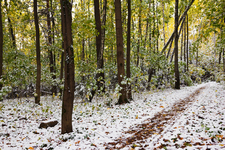 在秋天的树林中的第一场雪。俄罗斯，莫斯科，Bitza 公园