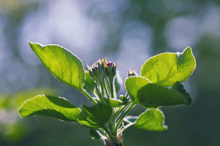 苹果花的叶子在阳光下