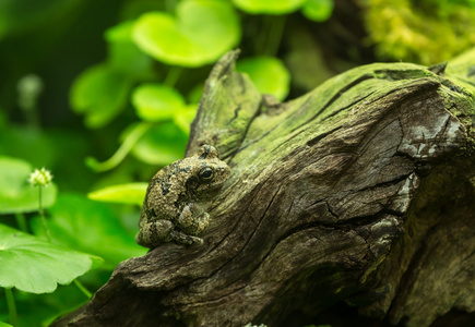 青蛙在国家动物园，华盛顿特区