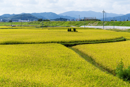 金色稻田