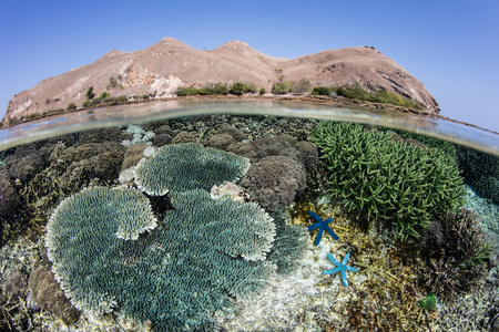 岛屿和珊瑚礁在科莫多国家公园
