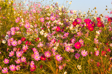 波斯菊花海图片