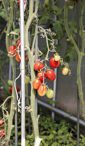 在温室里成熟的红番茄