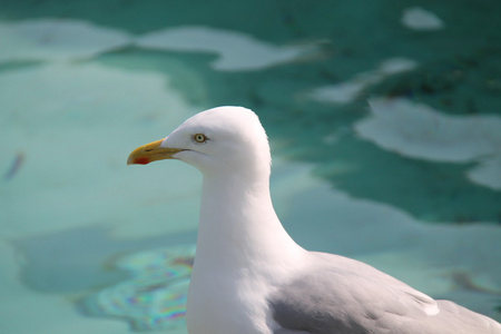 鸥海雀