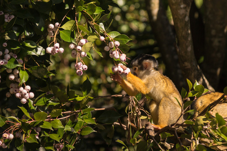 松鼠猴吃浆果
