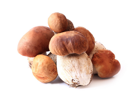 森林蘑菇食用新鲜上白色背景选择性柔焦孤立