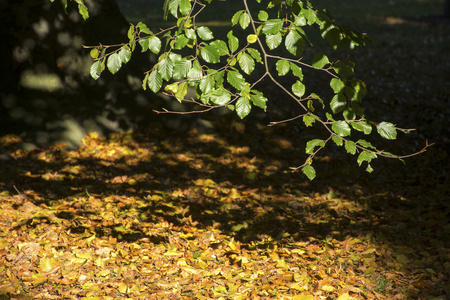 山毛榉分支与绿色叶子在干燥的秋叶在 gr